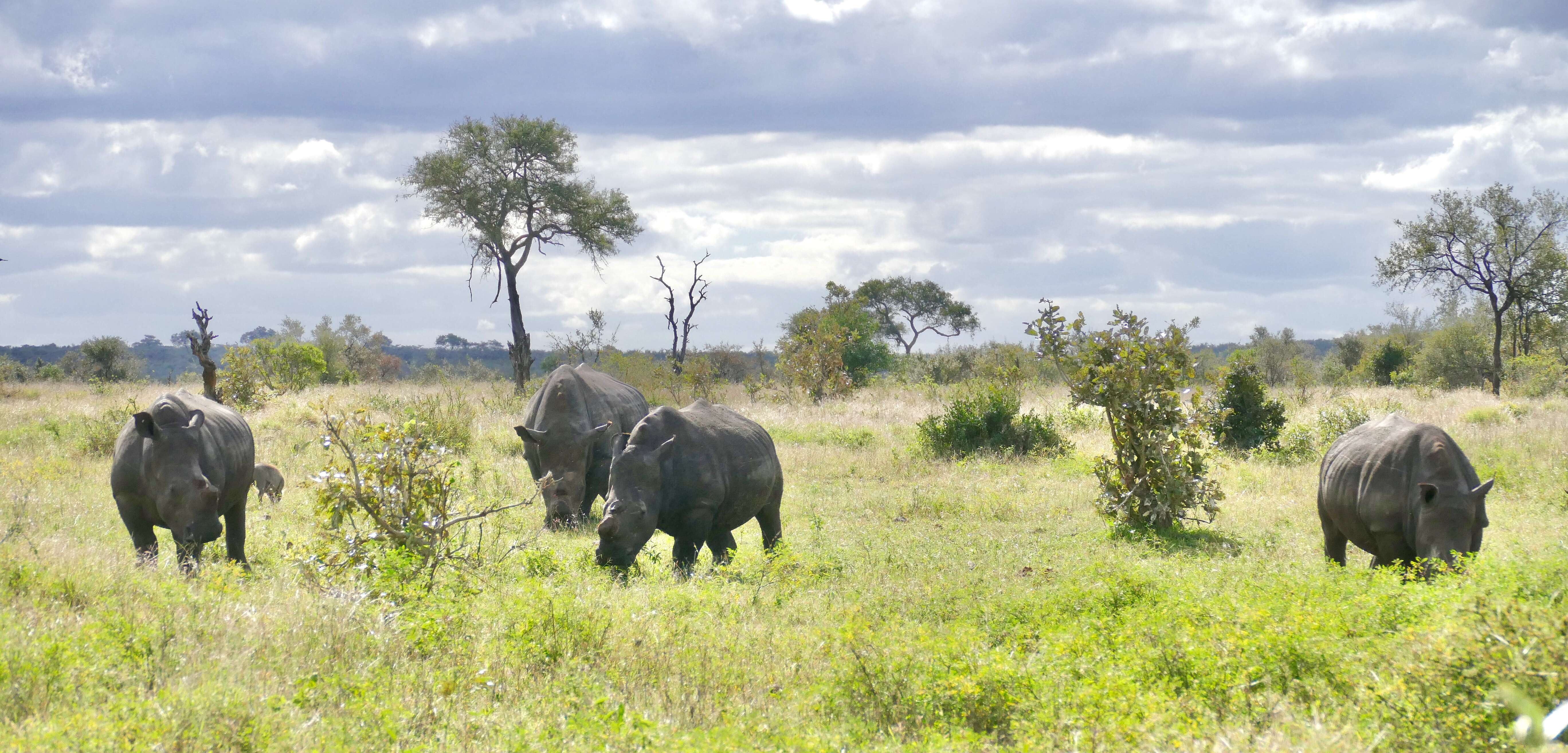 Image of Grass Rhinoceros