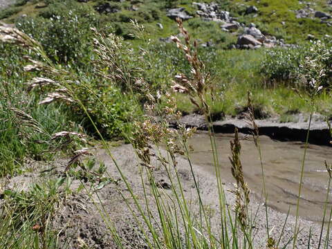 Image of Tufted Hair-grass