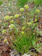 Image of Allium flavescens Besser