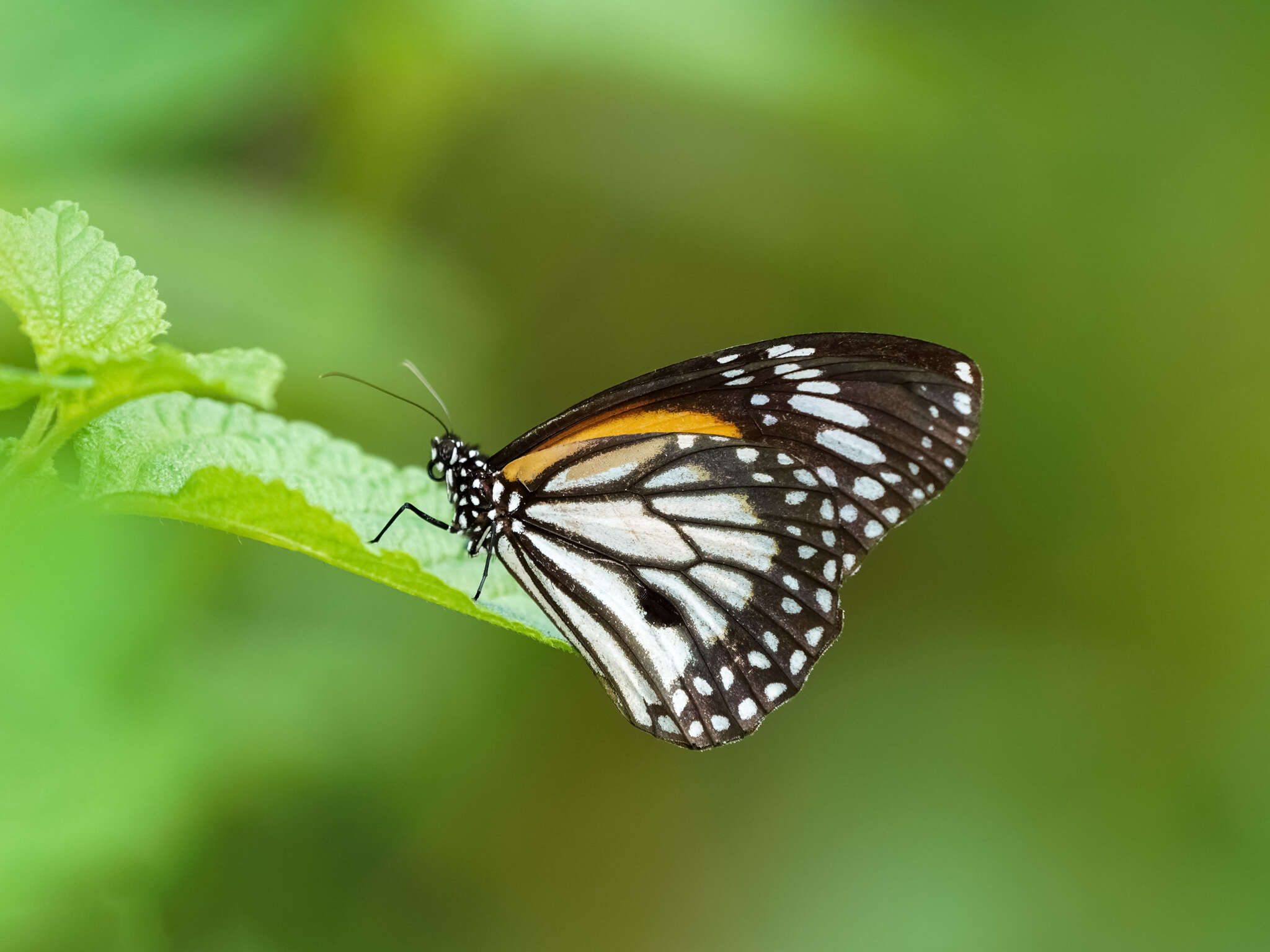 Image de Danaus (Anosia) melanippus Cramer 1777