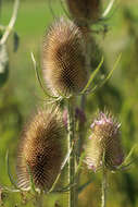 Image of Dipsacus fullonum