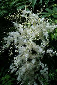 Image of false spiraea