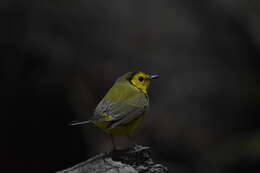 Image of Hooded Warbler