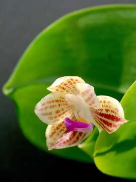 Image of Orchid