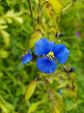 Слика од Commelina tuberosa L.