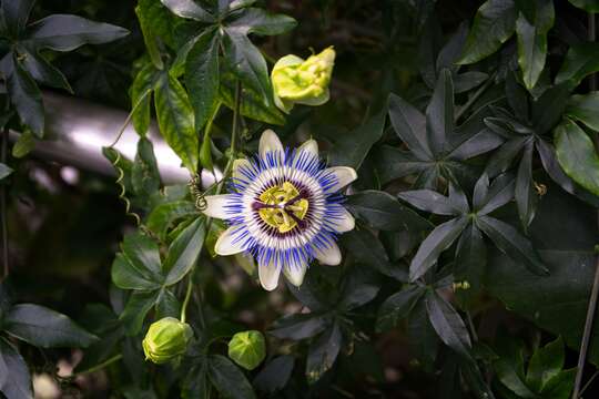 Image de Passiflora caerulea L.