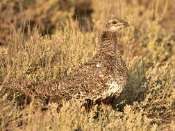 Image of Gunnison sage-grouse; greater sage-grouse