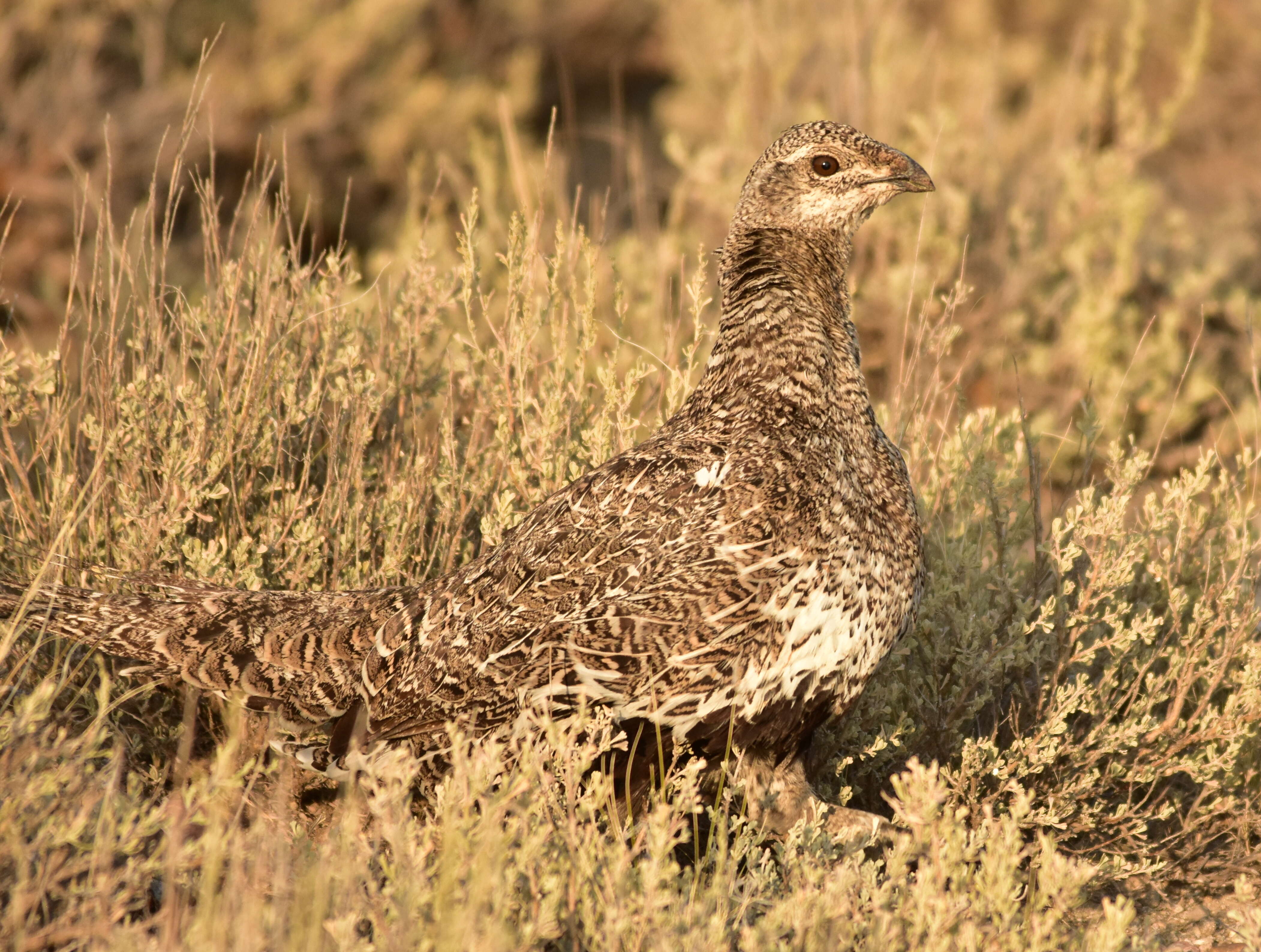 Image of Gunnison sage-grouse; greater sage-grouse