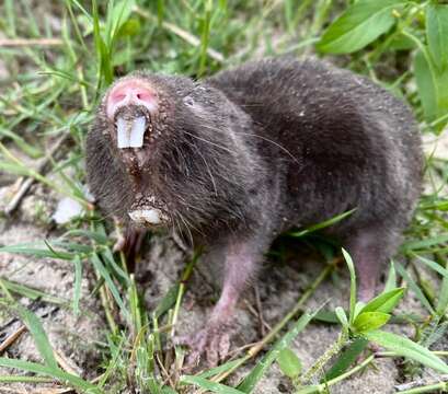 Image of Damaraland mole rat