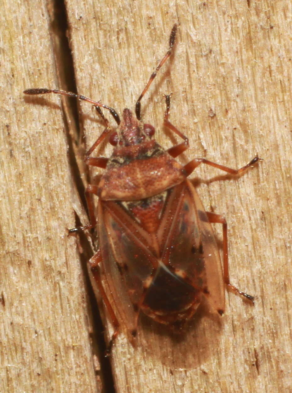 Image of Birch Catkin Bug