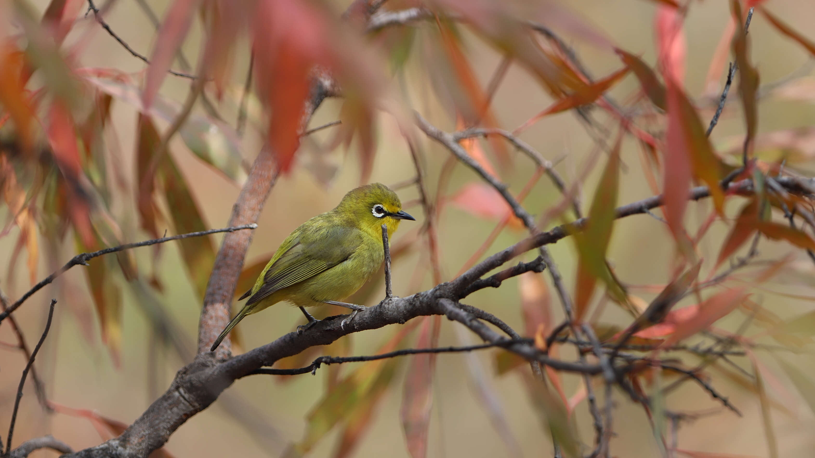 Image of Cape White-eye