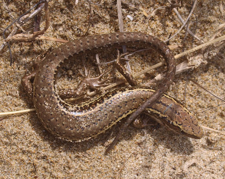 Image of Speckled Skink