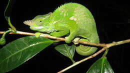 Image of West Usambara Blade-horned Chameleon