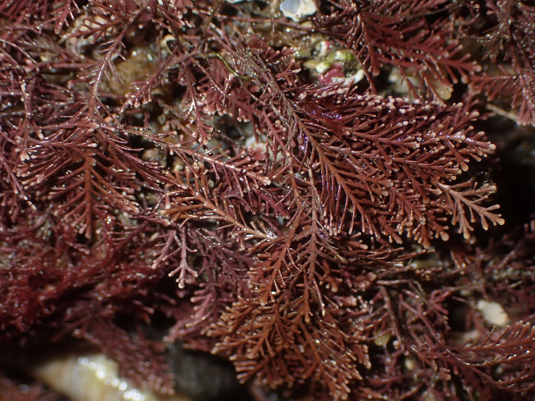 Image of common coral weed