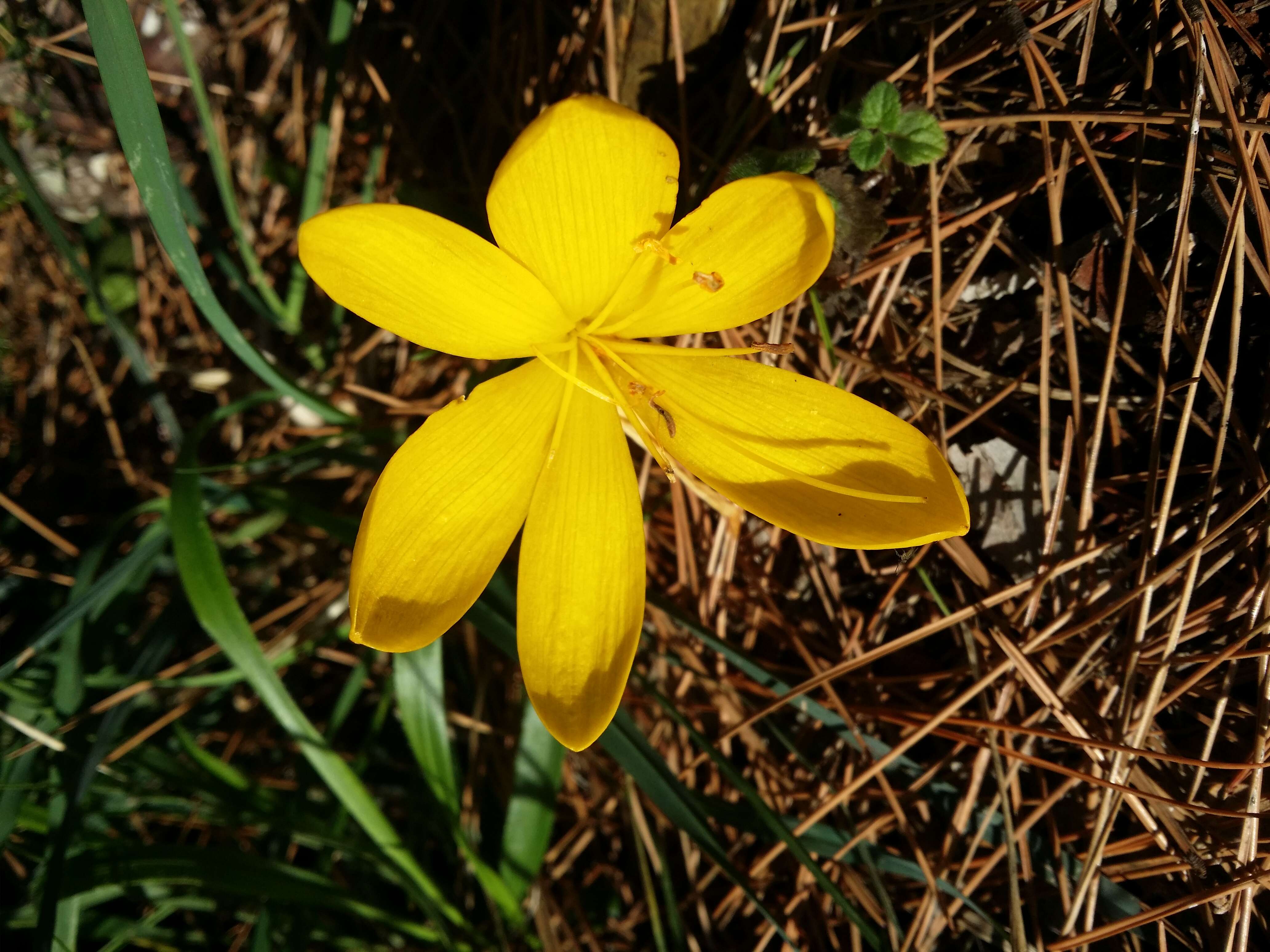 Image of winter daffodil