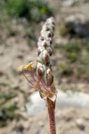 Plantago albicans L. resmi