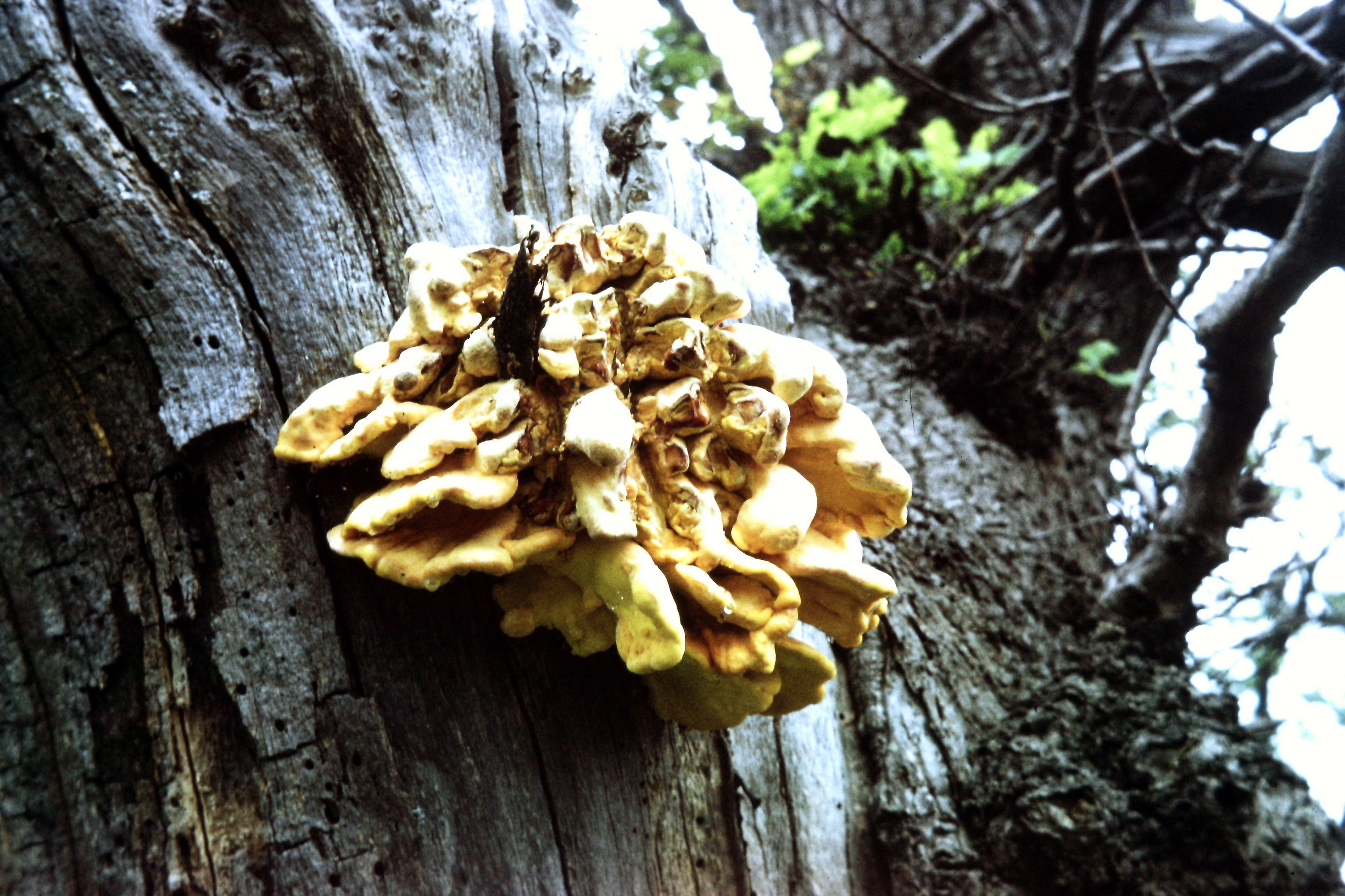 Image of Bracket Fungus