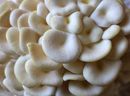 Pleurotus citrinopileatus Singer 1942 resmi