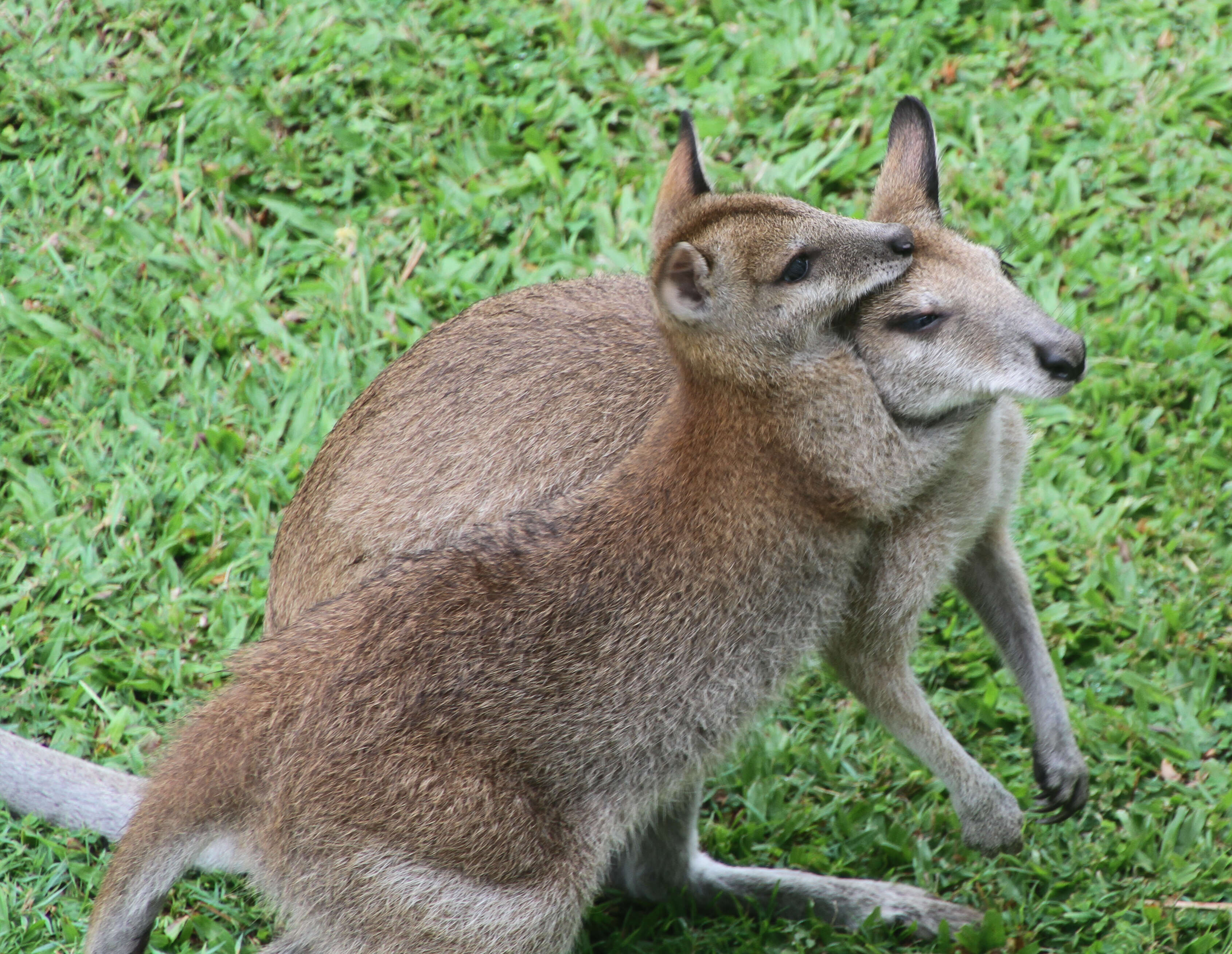 Image of Agile Wallaby