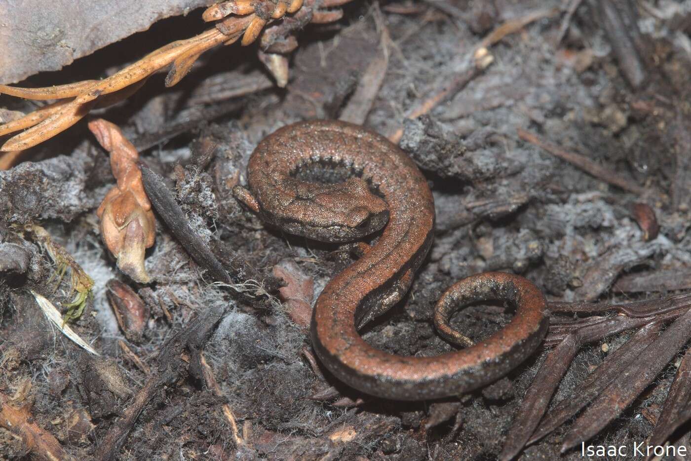 Image of Santa Lucia Mountains Slender Salamander