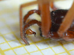 Image of Harpactea rubicunda (C. L. Koch 1838)