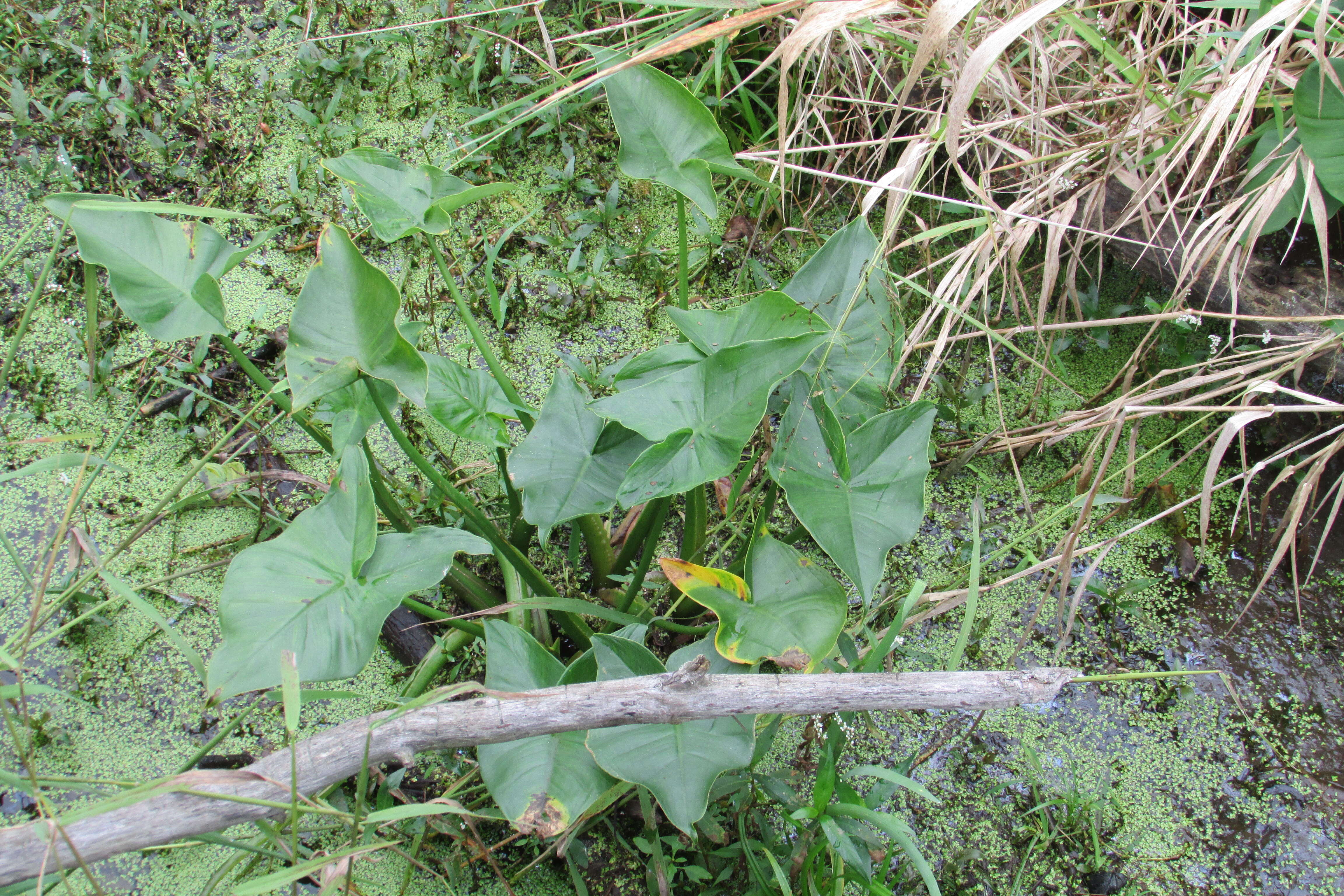 Sagittaria latifolia Willd. resmi