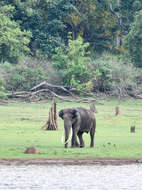 Image of Indian elephant