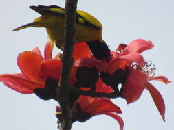 Image of Black-hooded Oriole