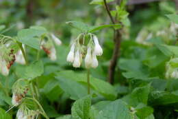 Image of Symphytum grandiflorum DC.