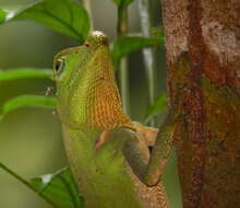 Image of LyreShead Lizard