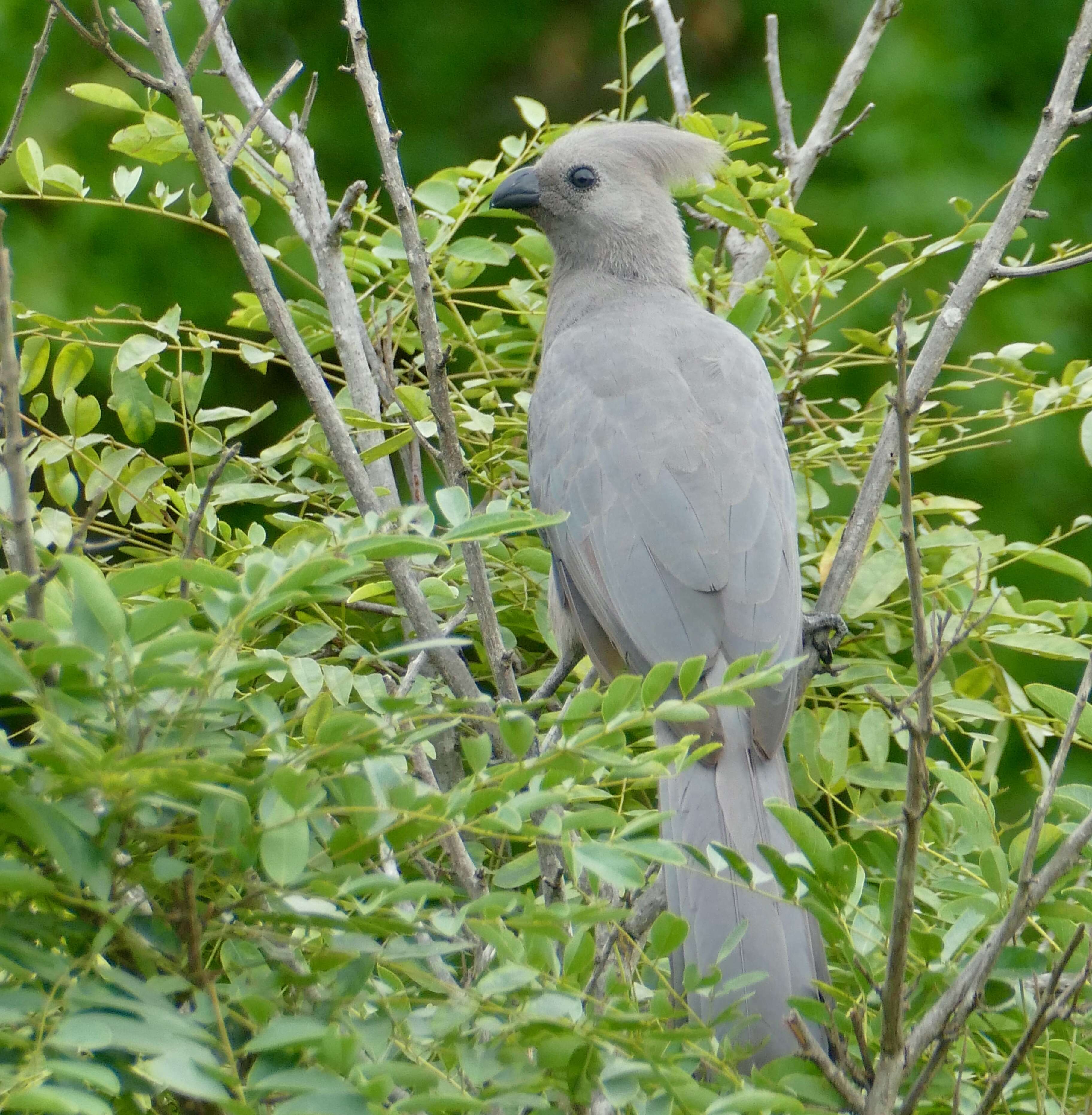 Image of Grey Go-away-bird