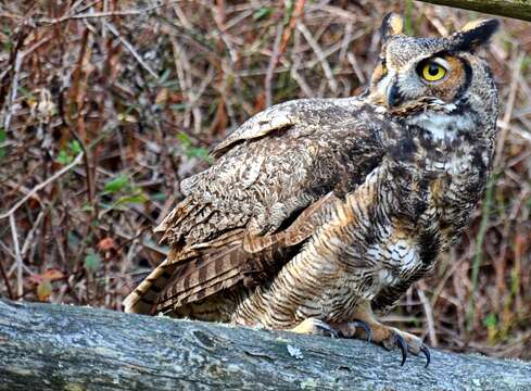 Image of Great Horned Owl