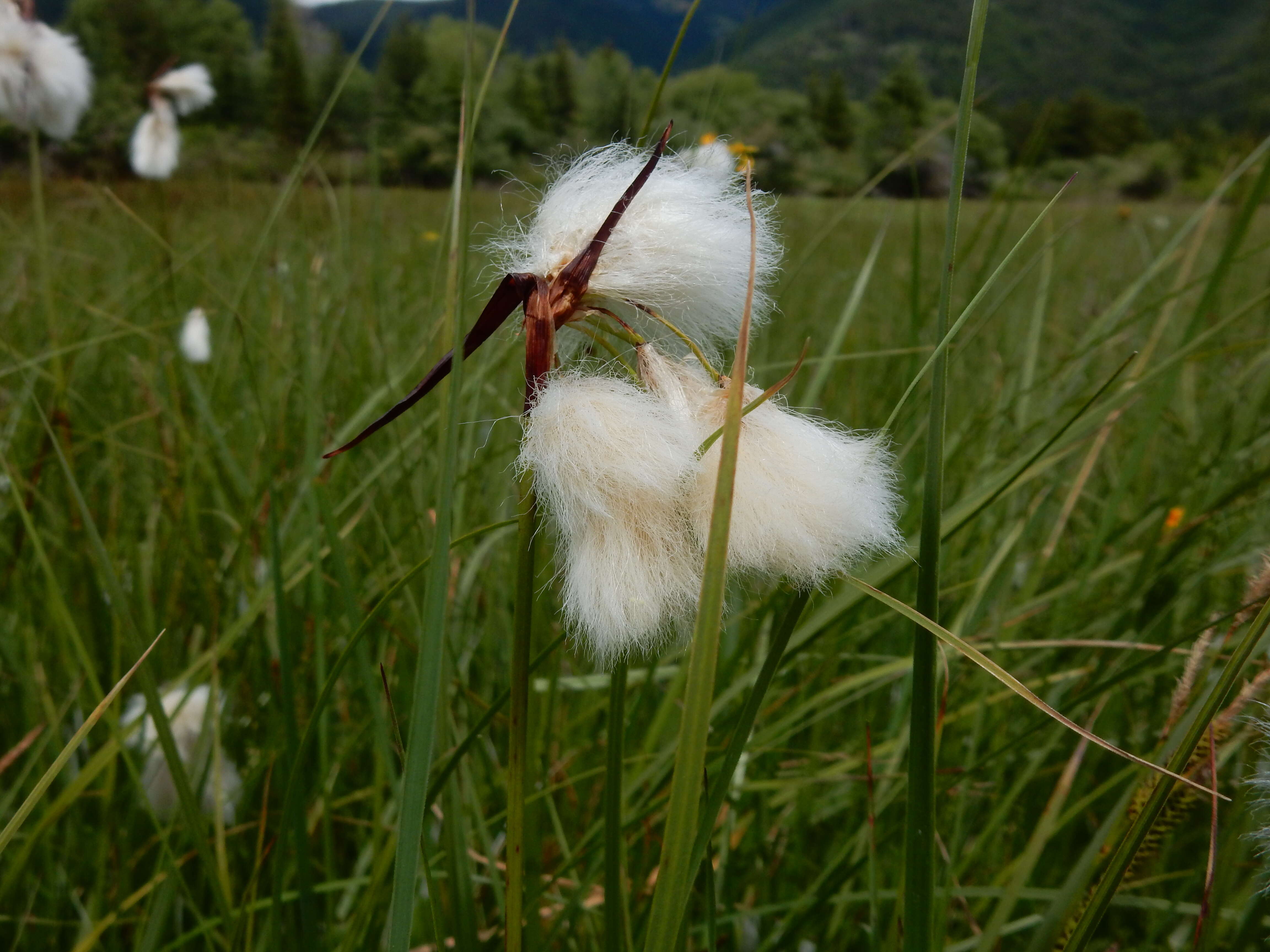 Image of common cottongrass