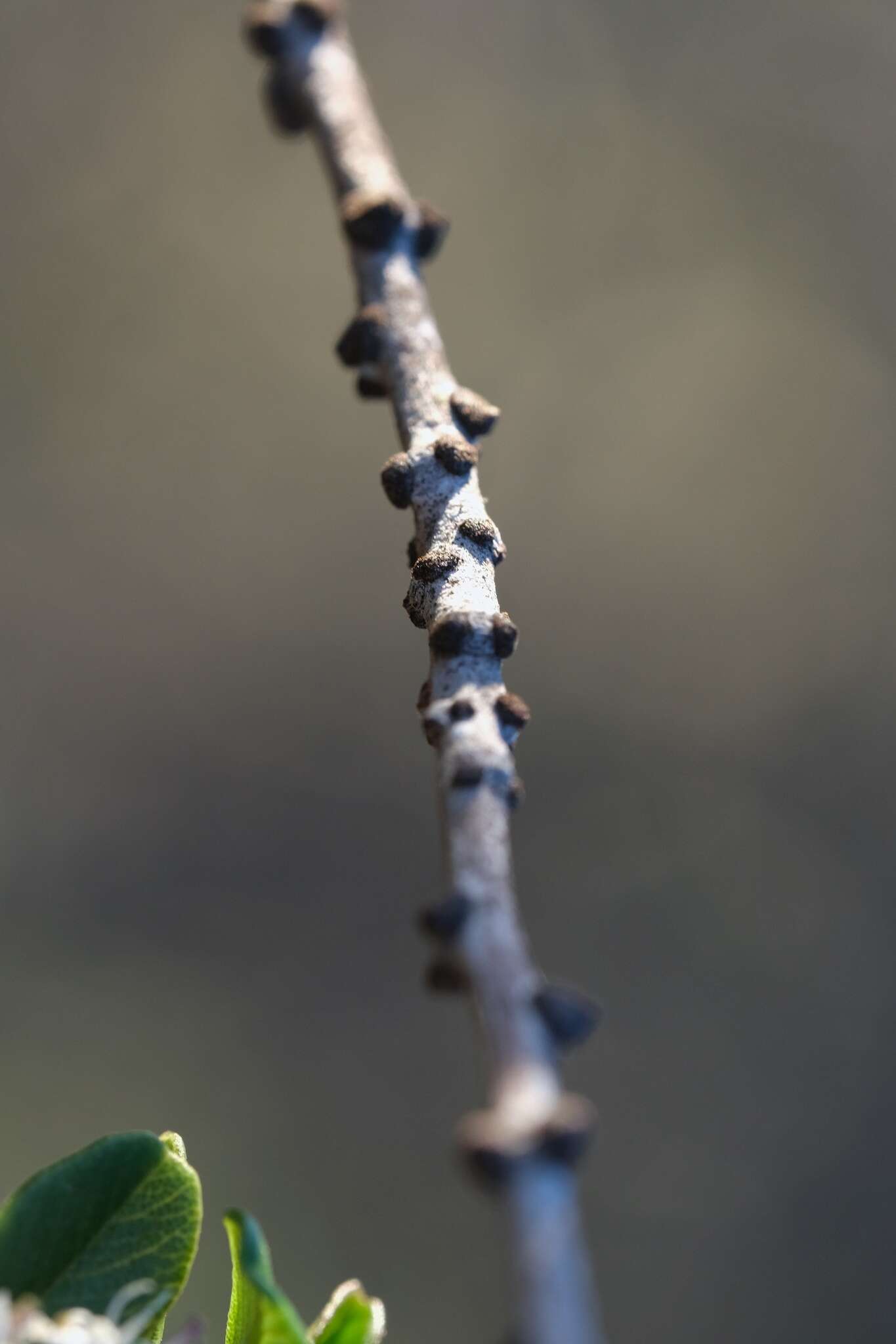 Image of barranca brush