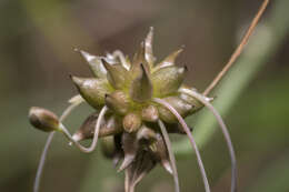 Image of field garlic