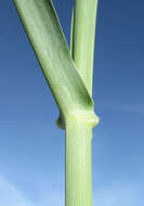 Image de Panicum coloratum L.