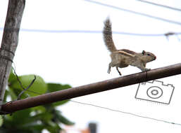 Image of Indian palm squirrel