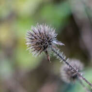 Image of small teasel