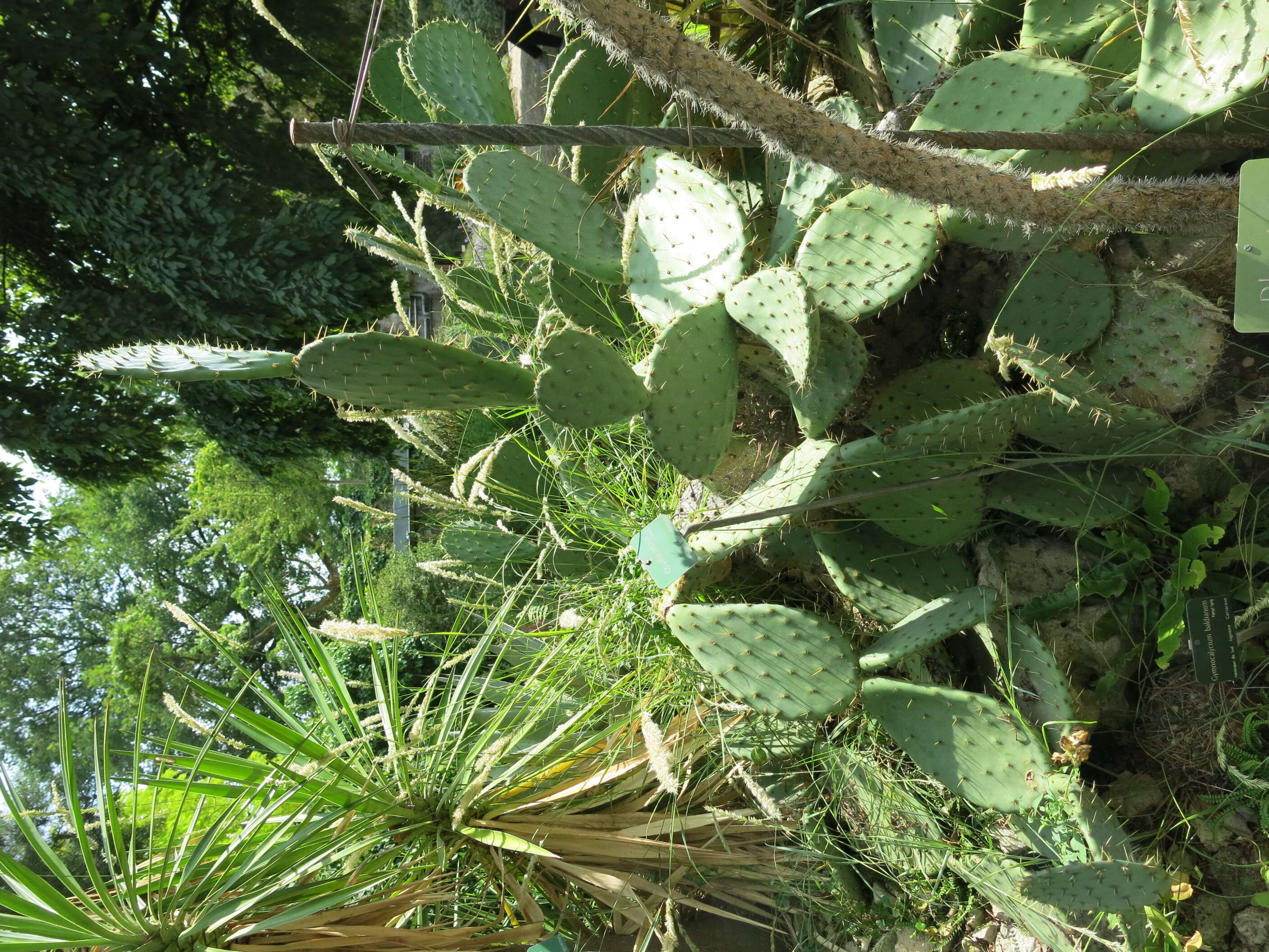 Image of Opuntia robusta H. L. Wendl. ex Pfeiff.