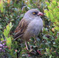 Image of Volcano Junco