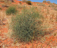 Image of Lechenaultia divaricata F. Müll.