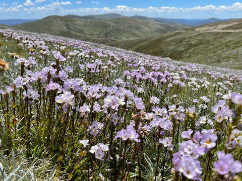 Image of Euphrasia collina R. Br.