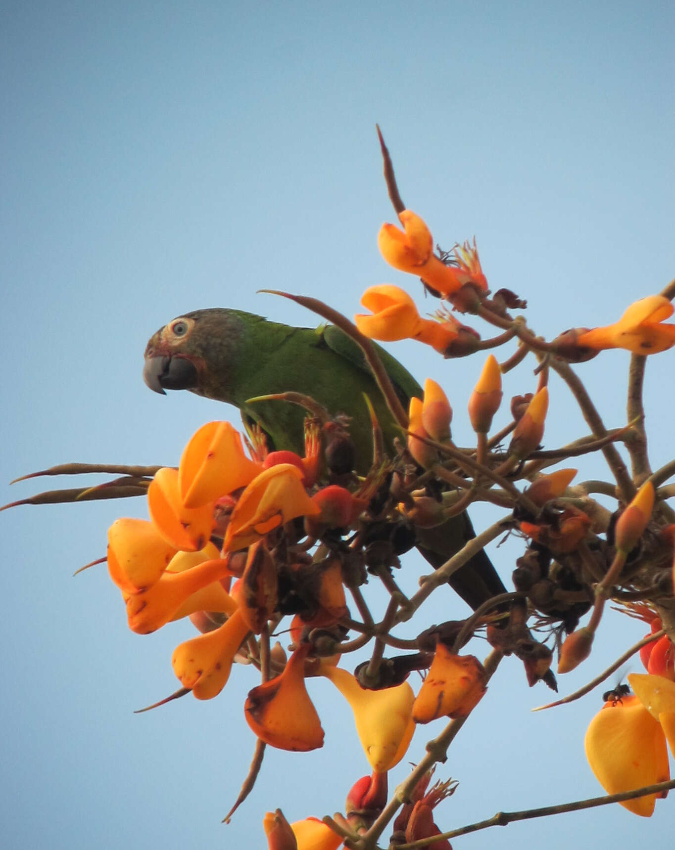 Image of Dusky-headed Parakeet