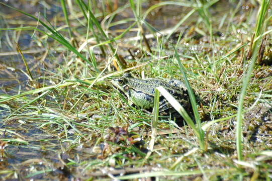 Image of Pelophylax esculentus