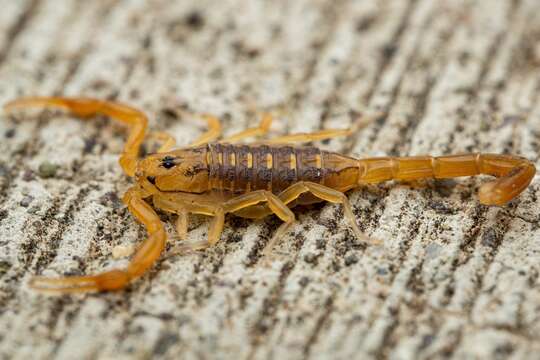 Image of Arizona Bark Scorpion