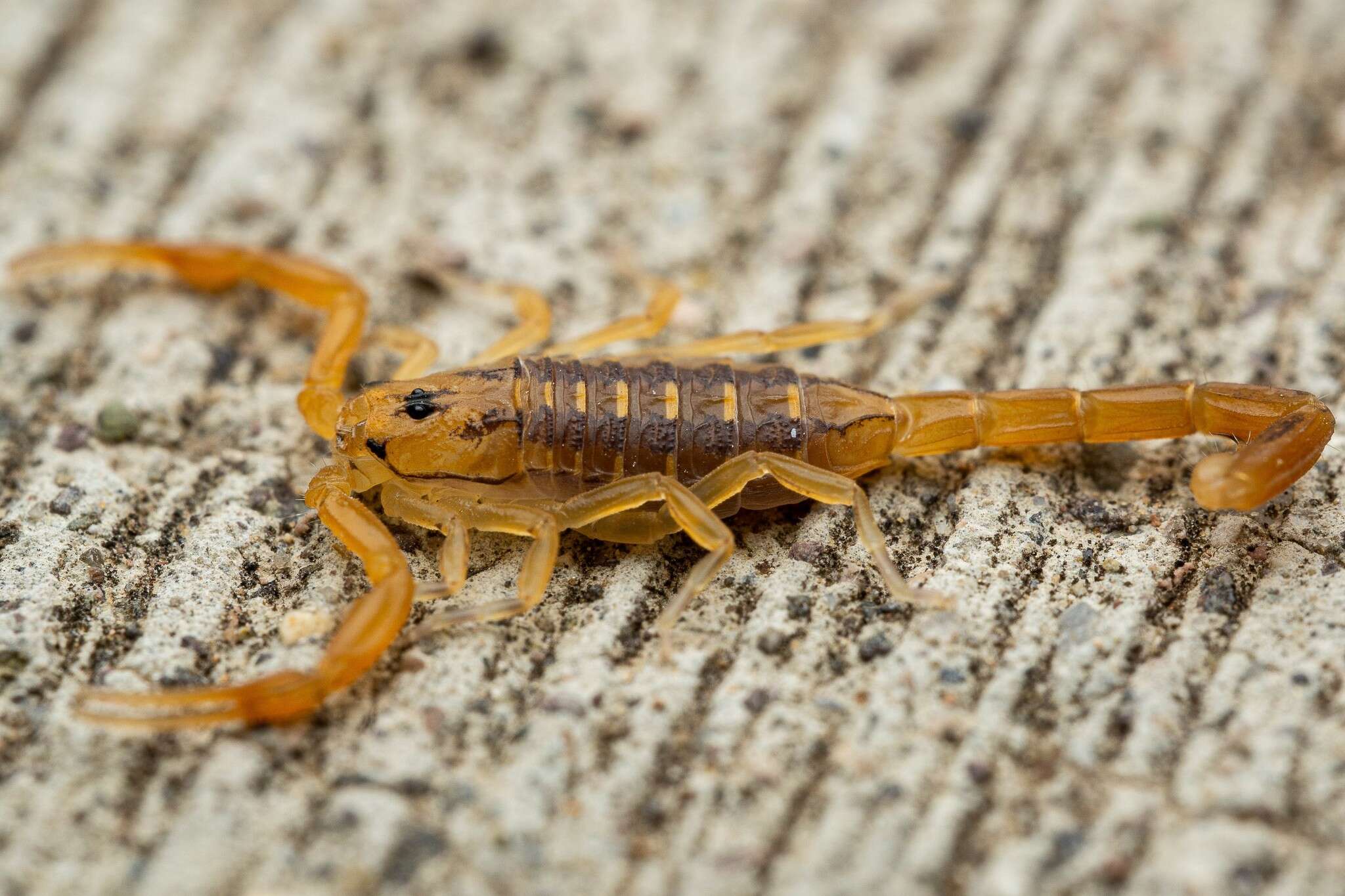 Image of Arizona Bark Scorpion