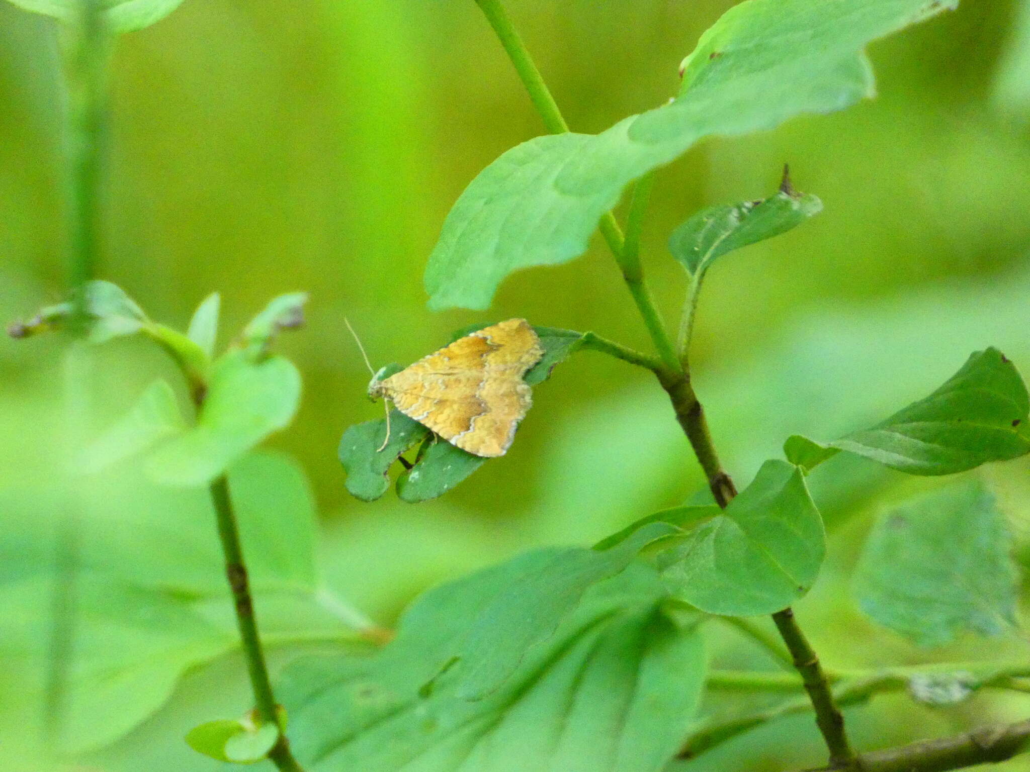 Image of Camptogramma bilineata