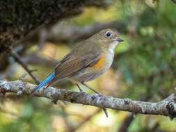 Image de Robin de l’Himalaya