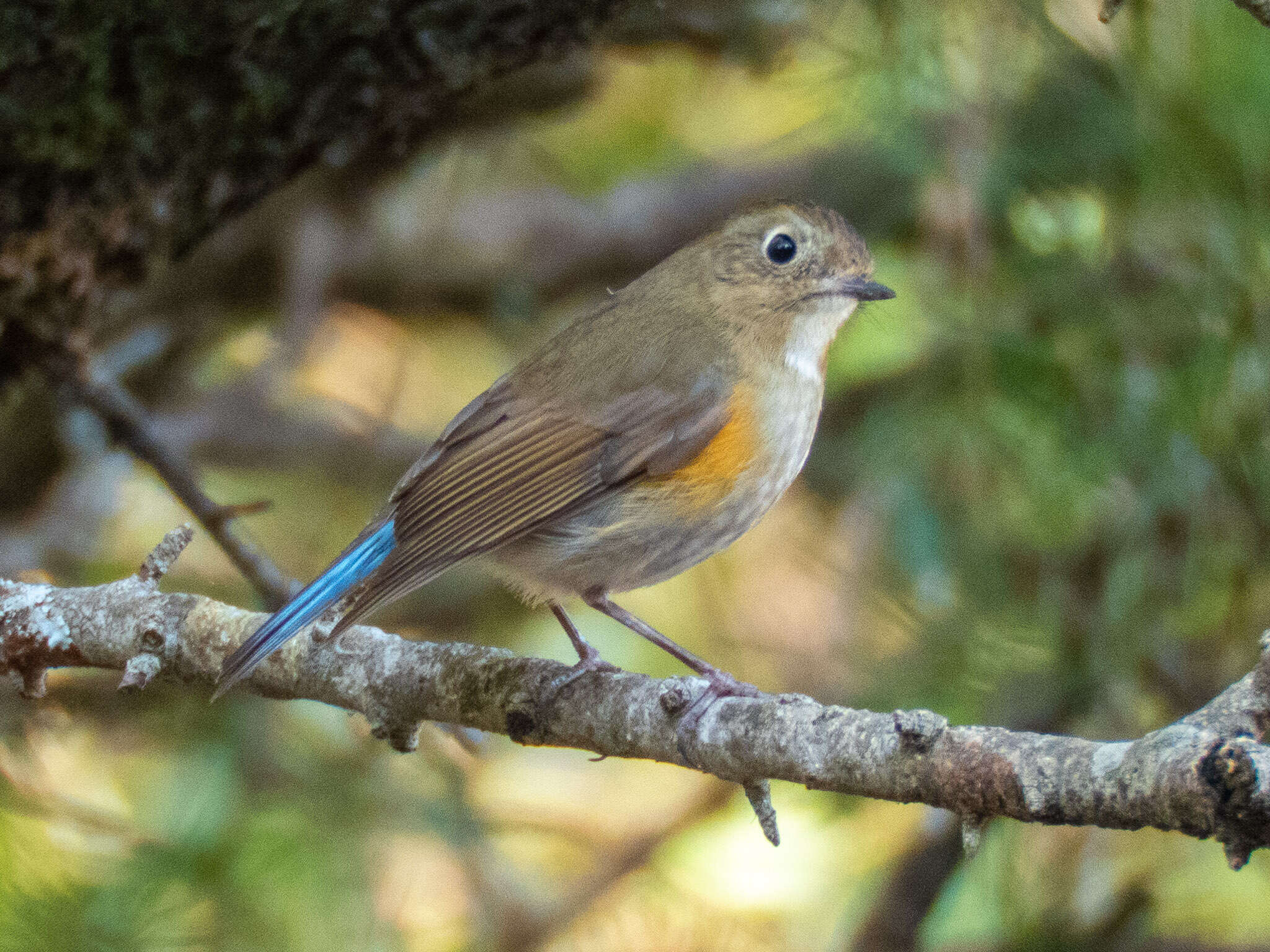 Image de Robin de l’Himalaya