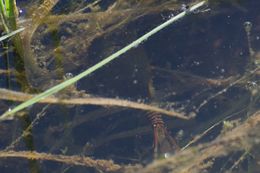 Image of Vernal pool tadpole shrimp